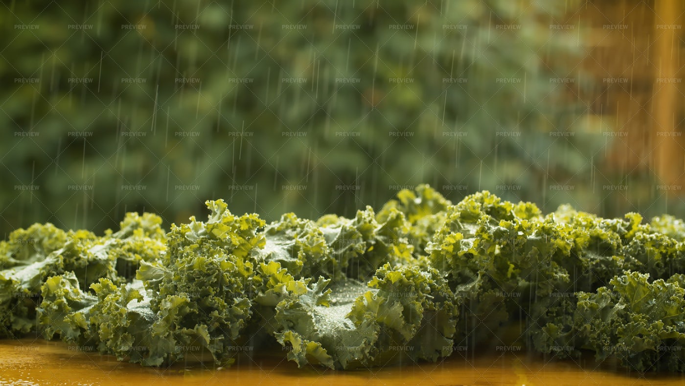 Lettuce Under The Rain: Stock Photos