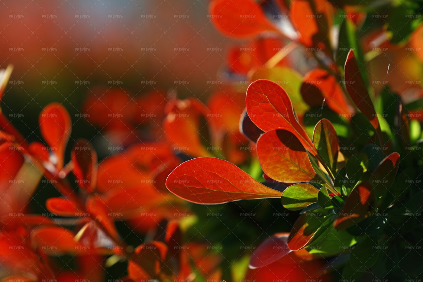 Red Autumn Berberis Leaves: Stock Photos