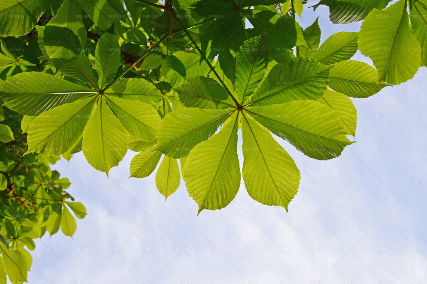 Horse Chestnut Leaves: Stock Photos