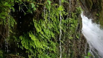 Waterfall In The Jungle: Stock Footage