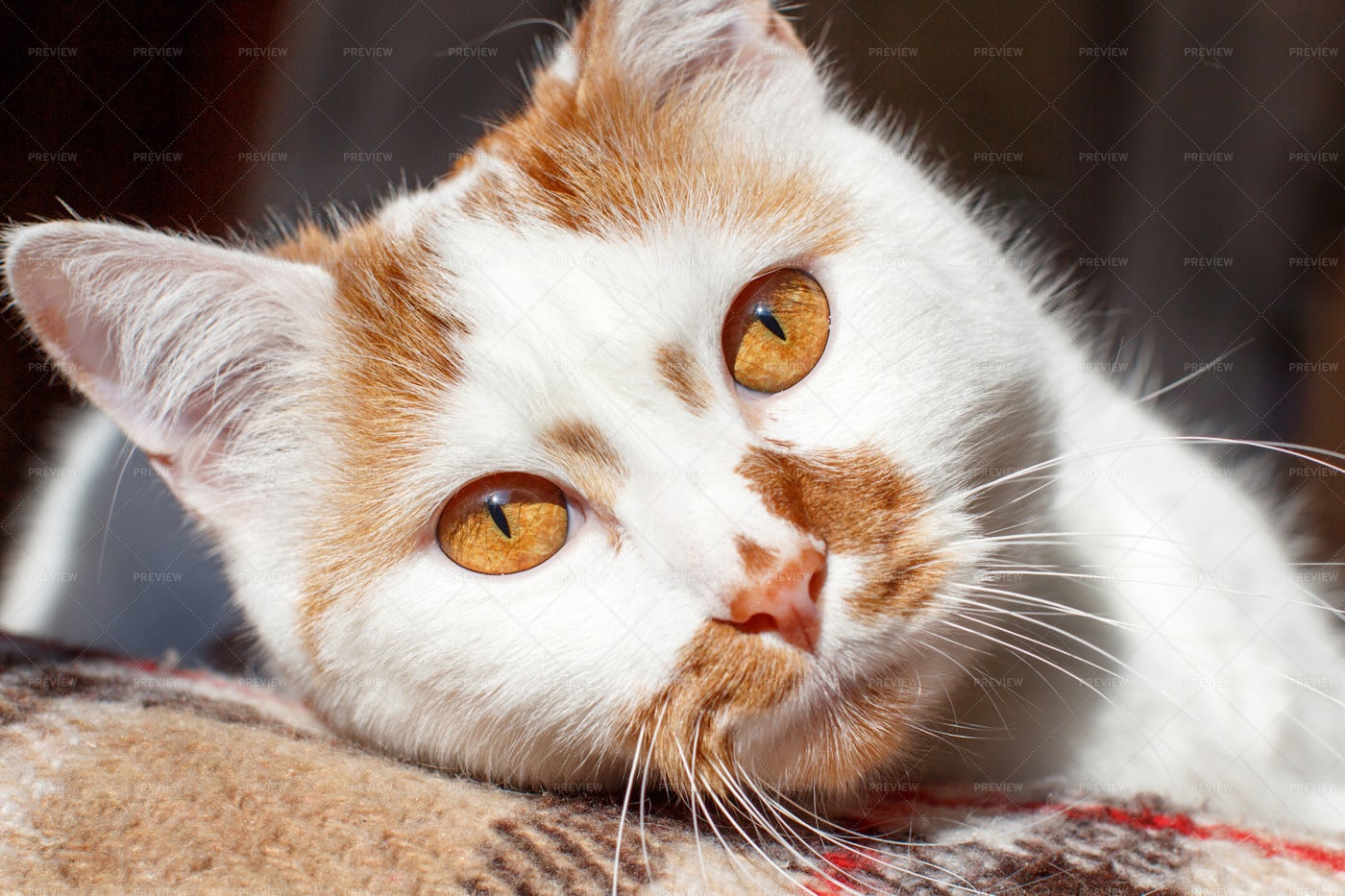 White And Red Cat: Stock Photos