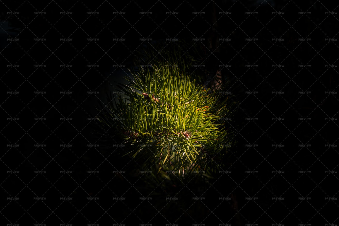 Green Pine Branch: Stock Photos