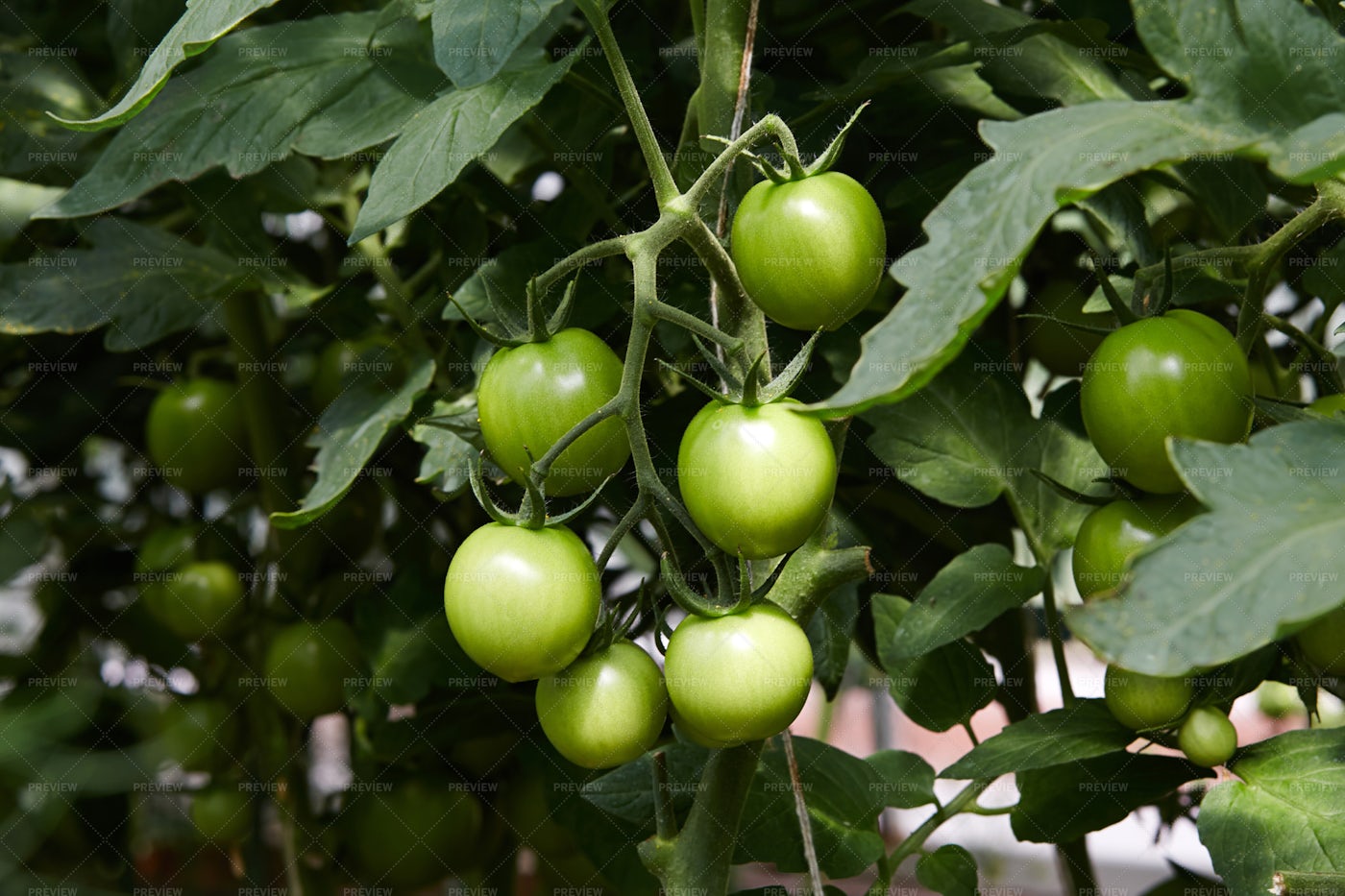 Unripe Tomatoes: Stock Photos