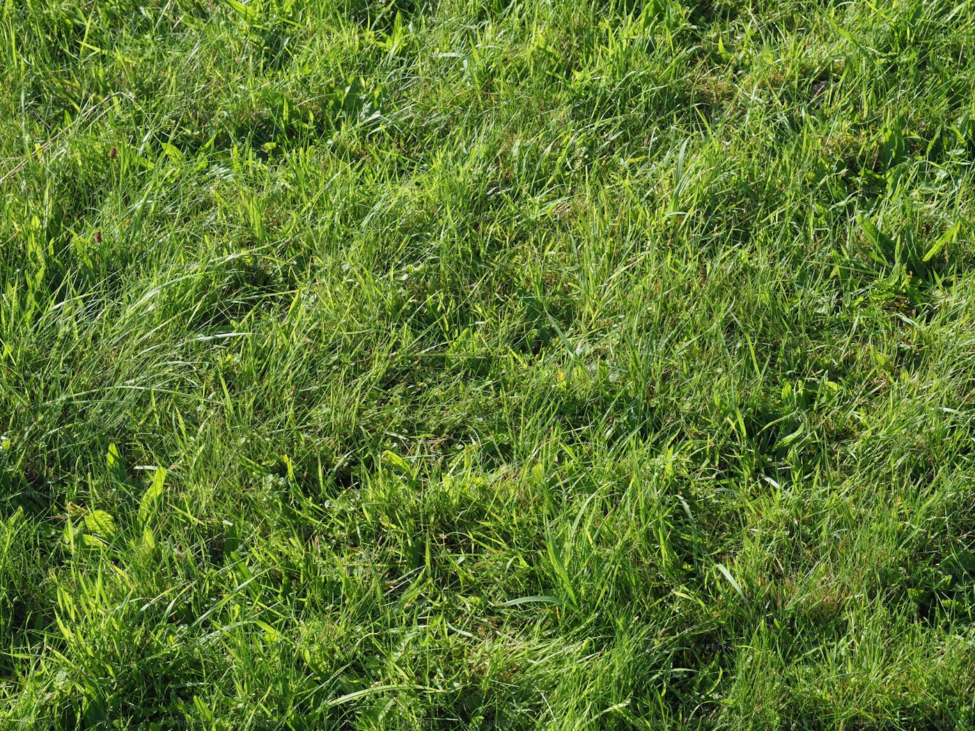 Green Grass Texture Background: Stock Photos