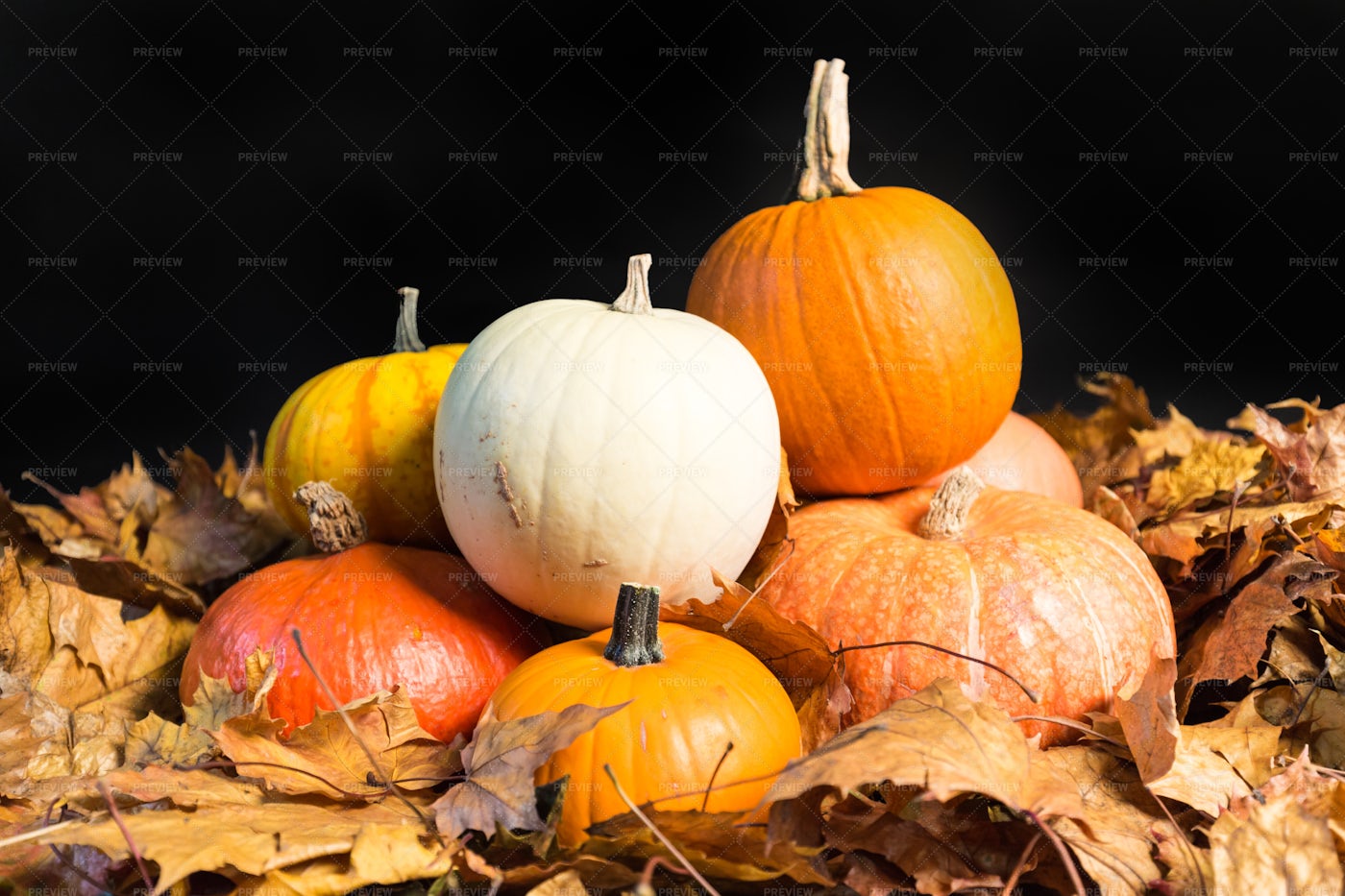 Cucurbit Gourds On Oak Leaves: Stock Photos