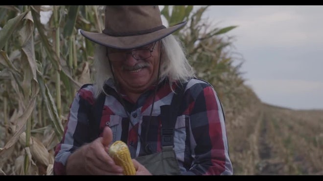 Peeling Corn In A Field Stock Video Motion Array Peeling Corn In A Field Stock Video Motion Array