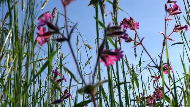 Red Campions Swaying At Springtime: Stock Video