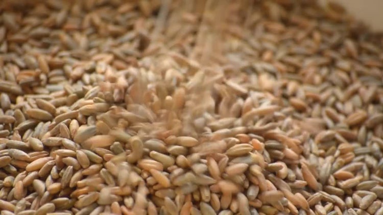 Wheat Seeds: Stock Video