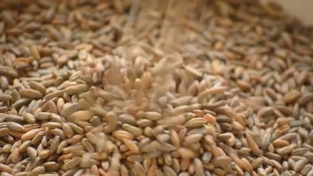 Wheat Seeds: Stock Video