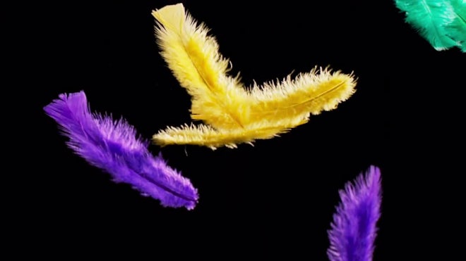 Yellow feathers background. - Stock Video Footage - Dissolve