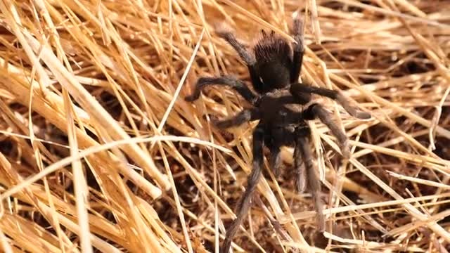 Tarantula Spider: Stock Video