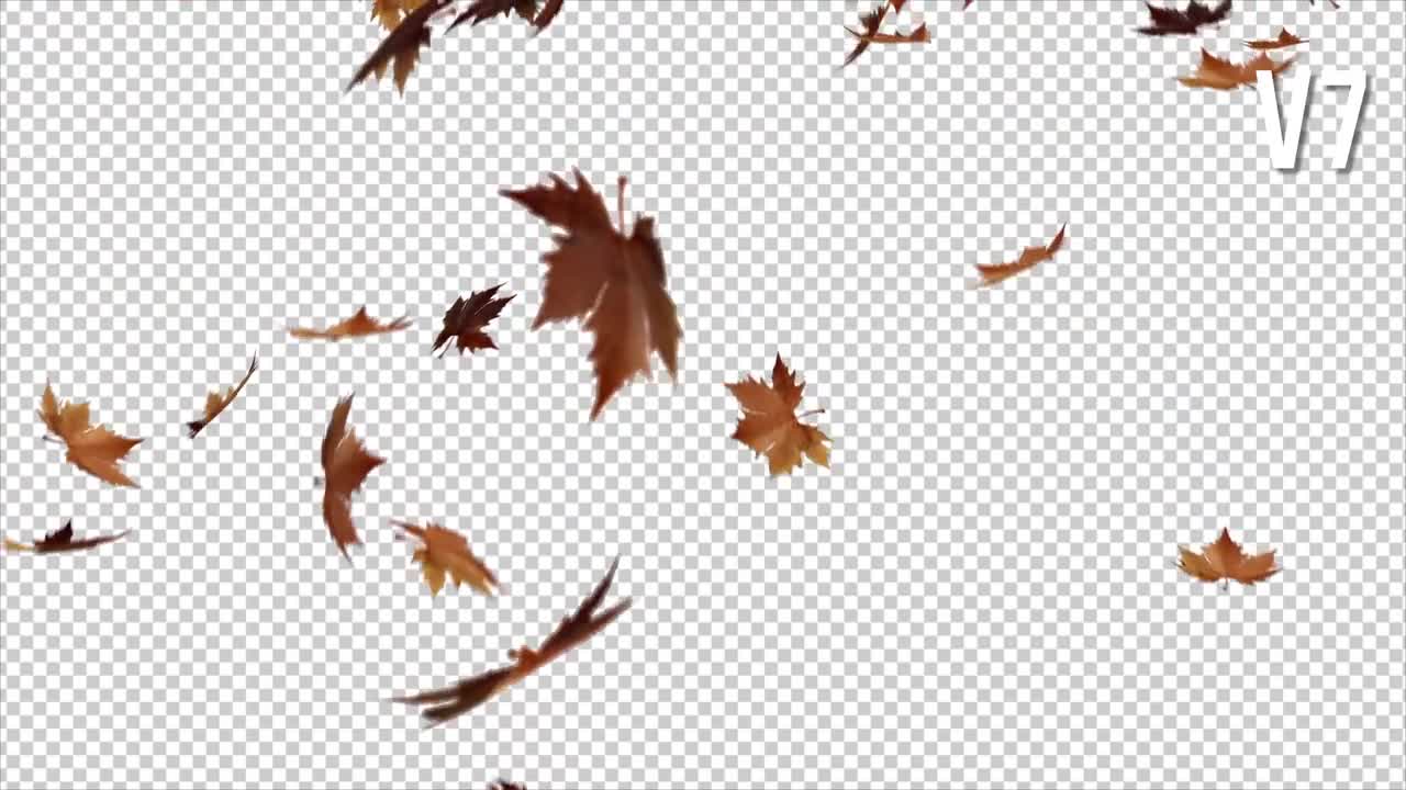 falling leaves after effects download
