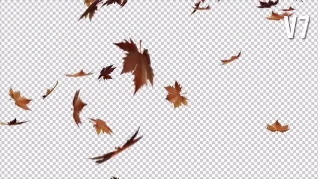 autumn leaves overlays stock