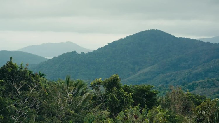 Landscape Of A Tropical Forest: Stock Video