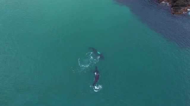 Southern Right Whales Swimming: Stock Video