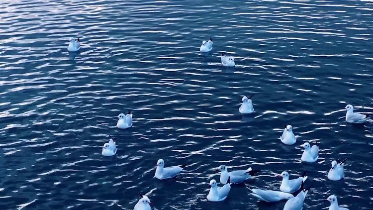 Seagulls On Sea Water: Stock Video