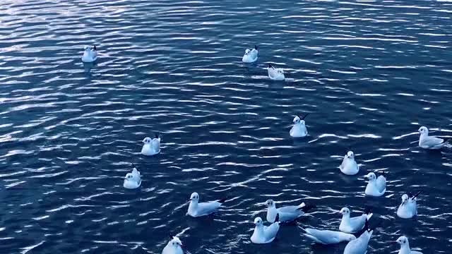 Seagulls On Sea Water: Stock Video
