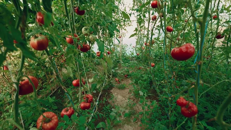 Organic Tomatoes In Greenhouse: Stock Video