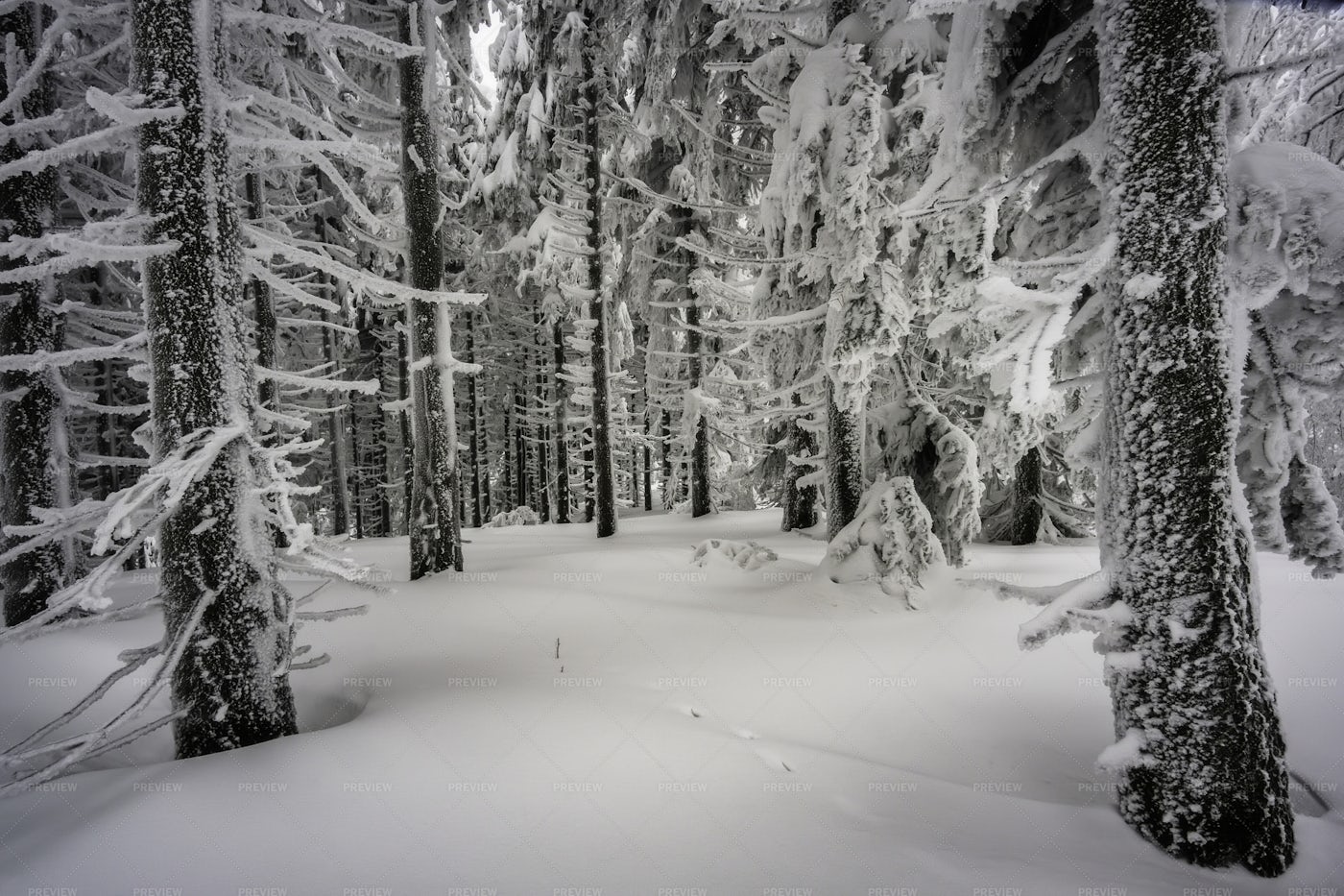 Winter Foggy Forest: Stock Photos