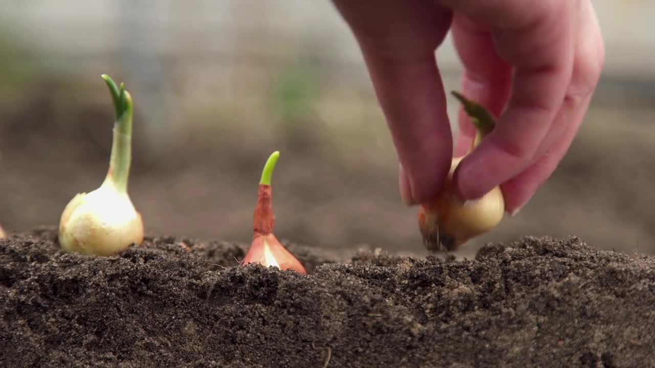 Planting Onion Bulb Seedlings CloseUp Stock Video Motion Array