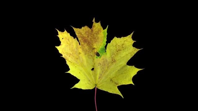 Yellow Maple Leaf Dying: Stock Video