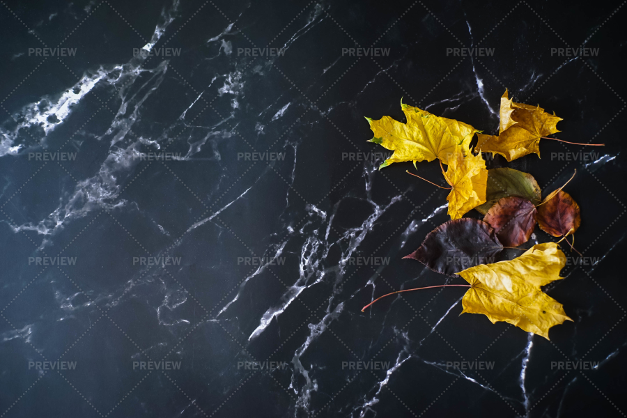 Dark Background And Leaves - Stock Photos | Motion Array