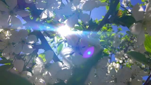 Low-angle Shot Of Blooming Tree: Stock Video