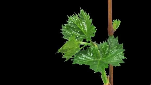 Grape Branch Developing Leaves: Stock Video