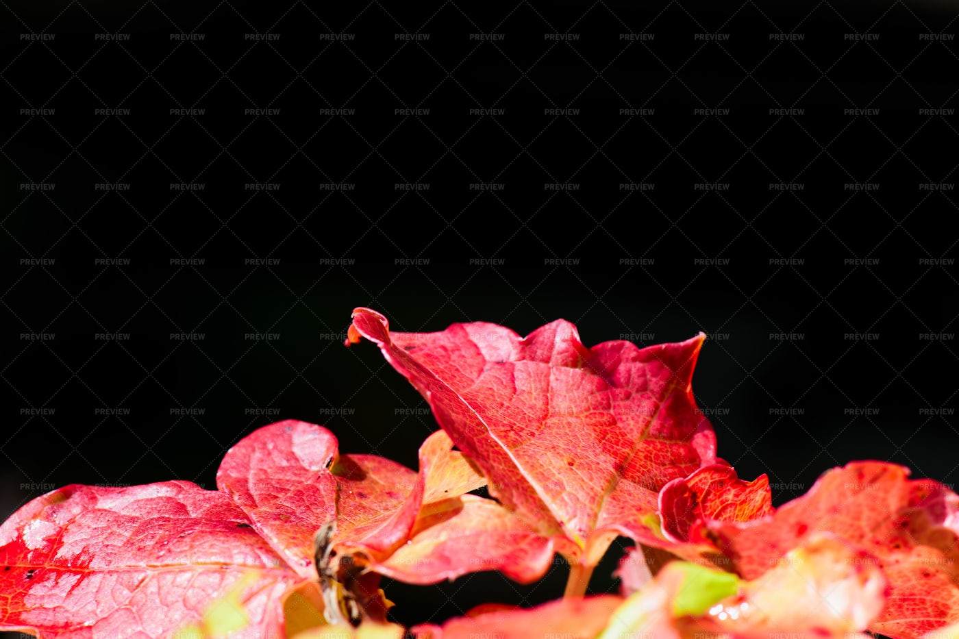 Red Ivy Leaves: Stock Photos