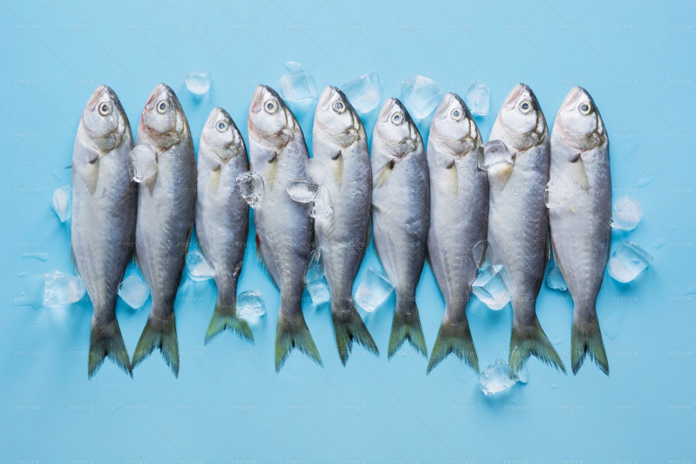 Sea Bluefishes On Ice: Stock Photos