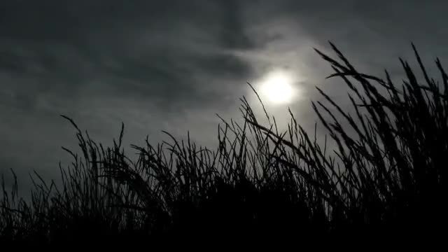 Dark Grass Silhouettes: Stock Video