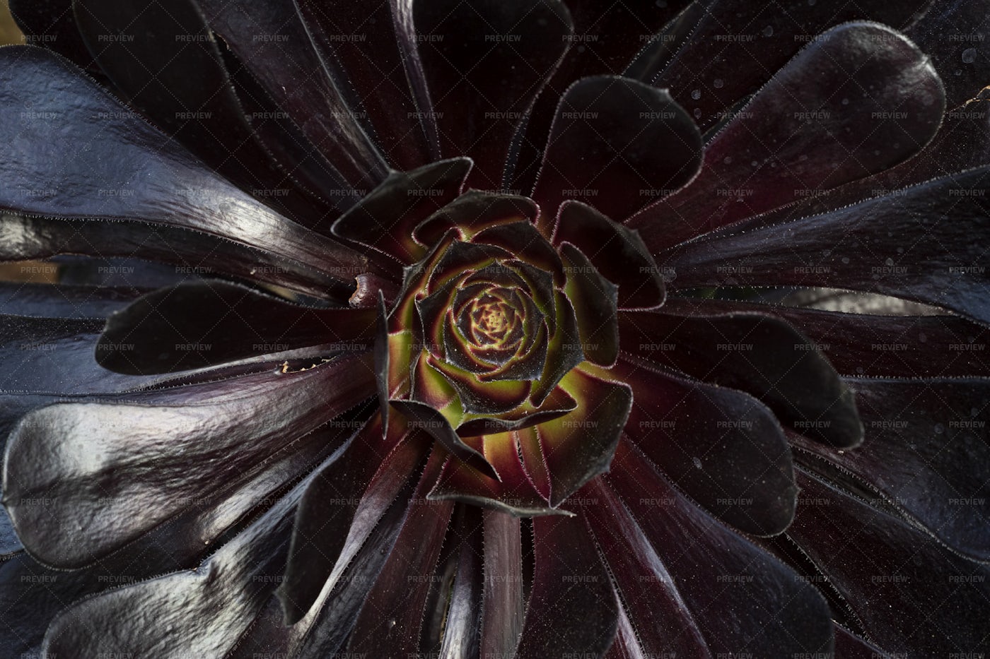 Purple Succulent: Stock Photos