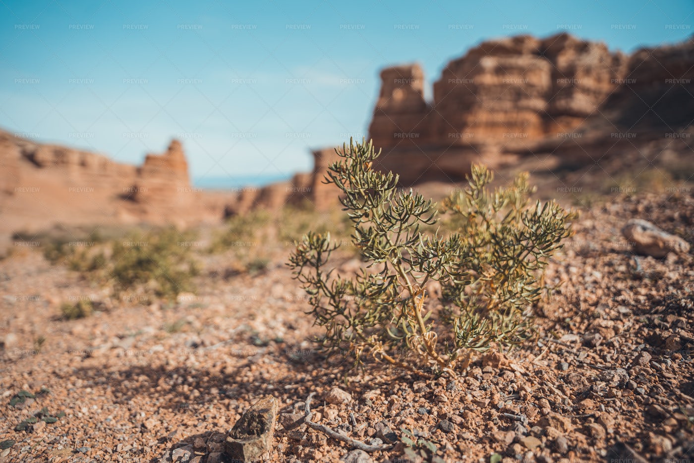 Desert Plants: Stock Photos