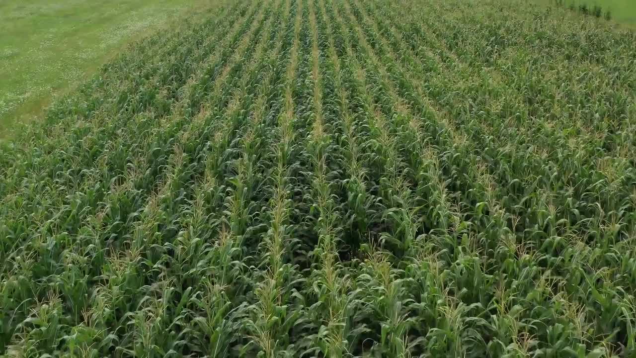 Corn Field Aerial - Stock Video | Motion Array