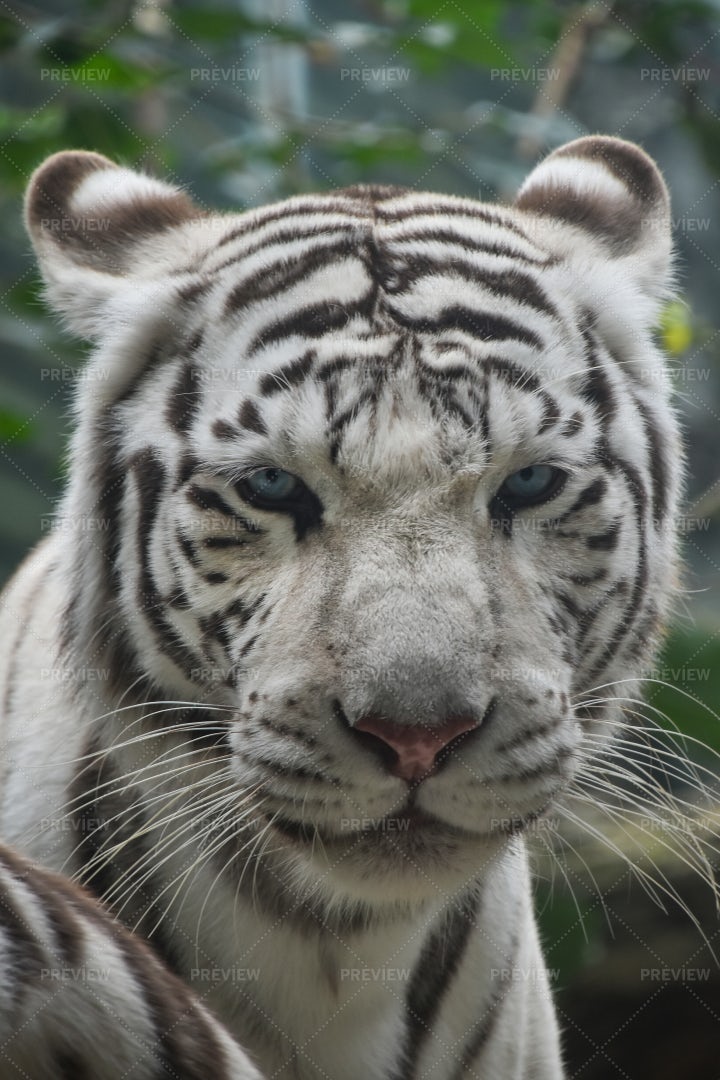 Portrait Of White Tiger: Stock Photos