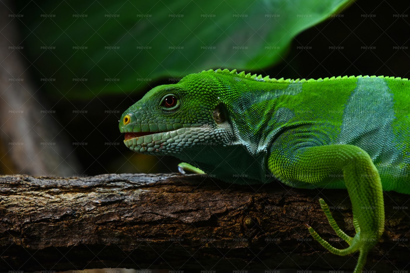Fiji Banded Iguana Lizard: Stock Photos