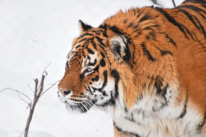 Siberian Tiger In Snow - Stock Photos | Motion Array