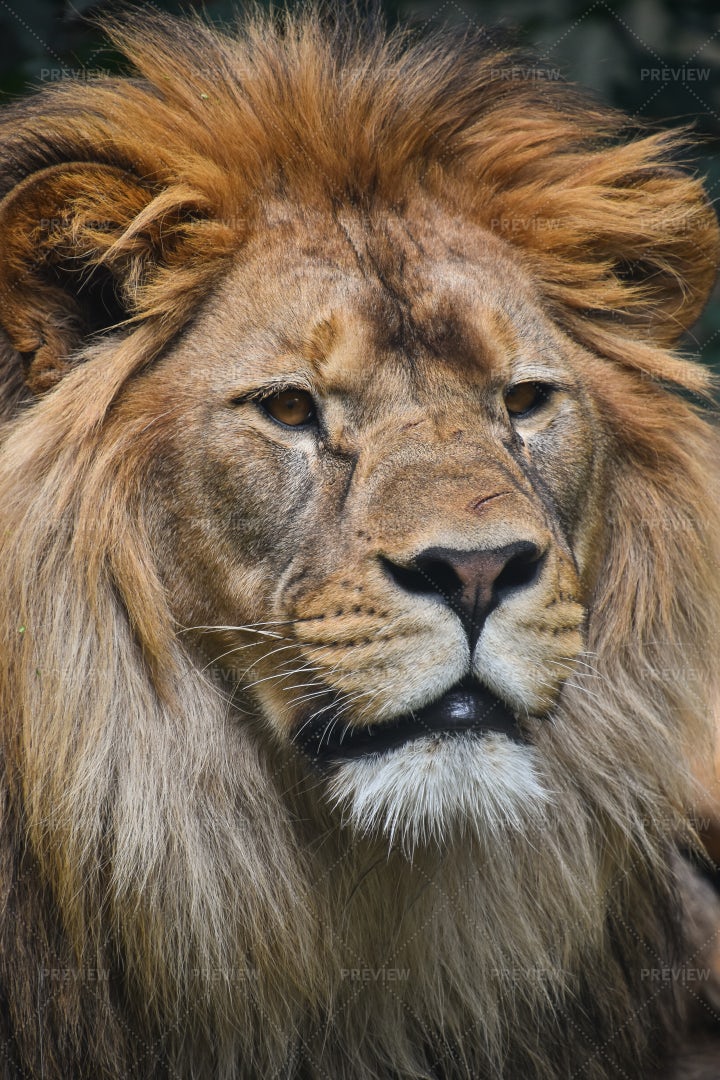Male African Lion: Stock Photos