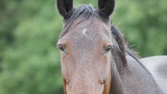 Portrait Of A Horse: Stock Video