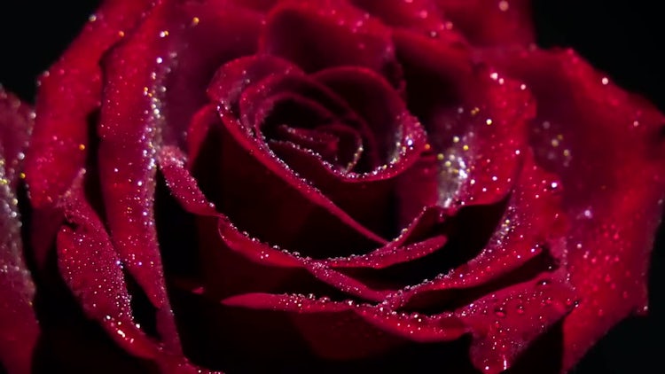 Rosebud Closeup With Brother : Stock Video