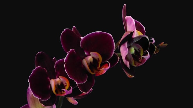 Purple Phalaenopsis Orchids Opening Stock Video Motion Array