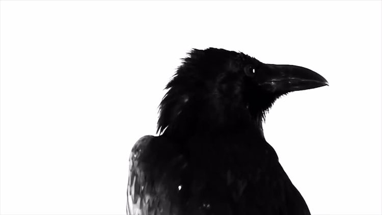 Black Raven: Stock Video