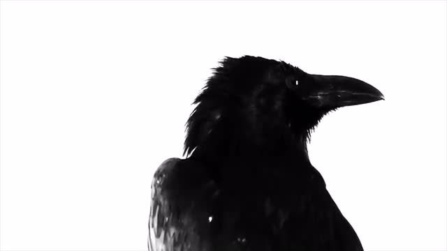 Black Raven: Stock Video