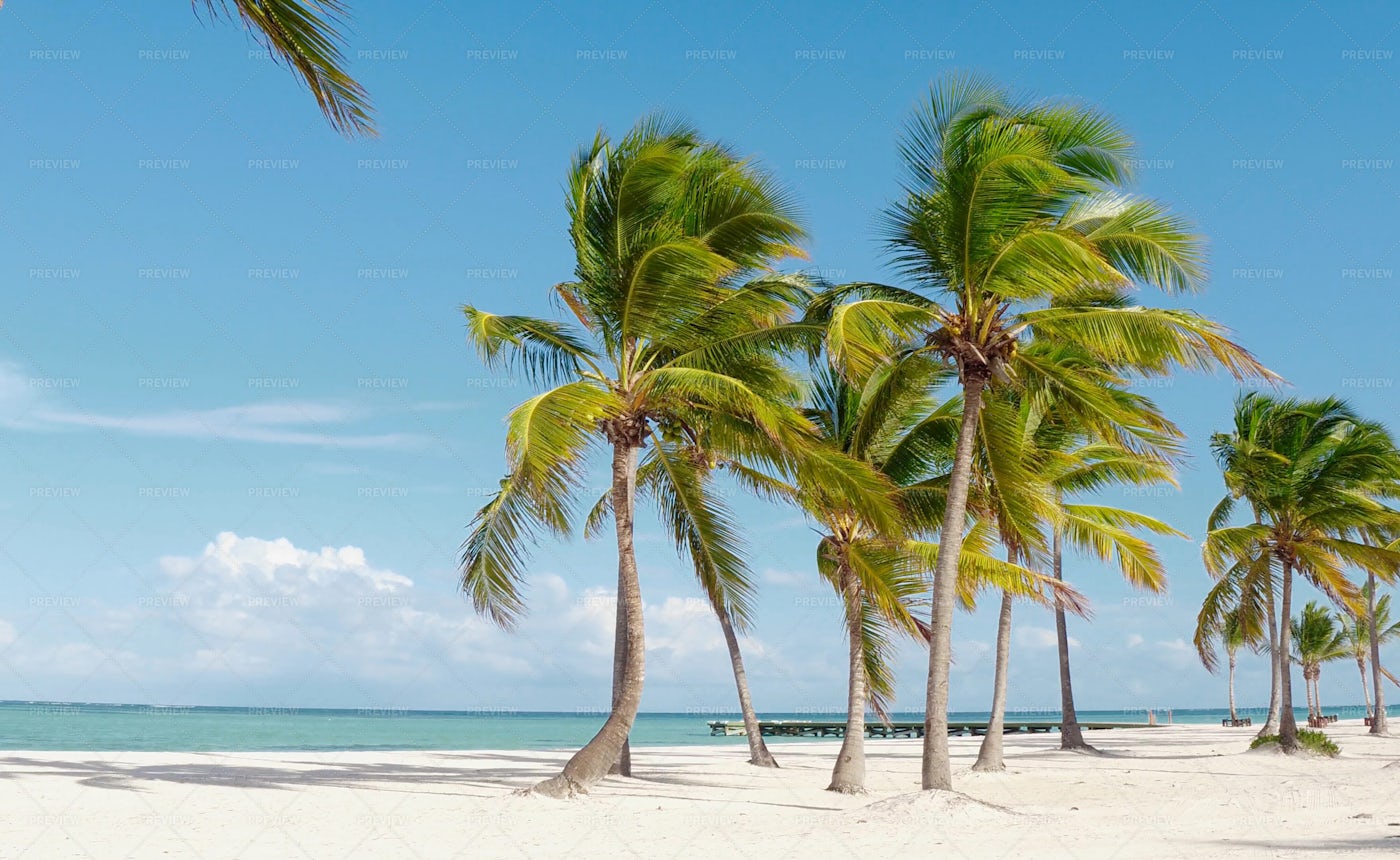 Hawaii Palm Beach Landscape: Stock Photos