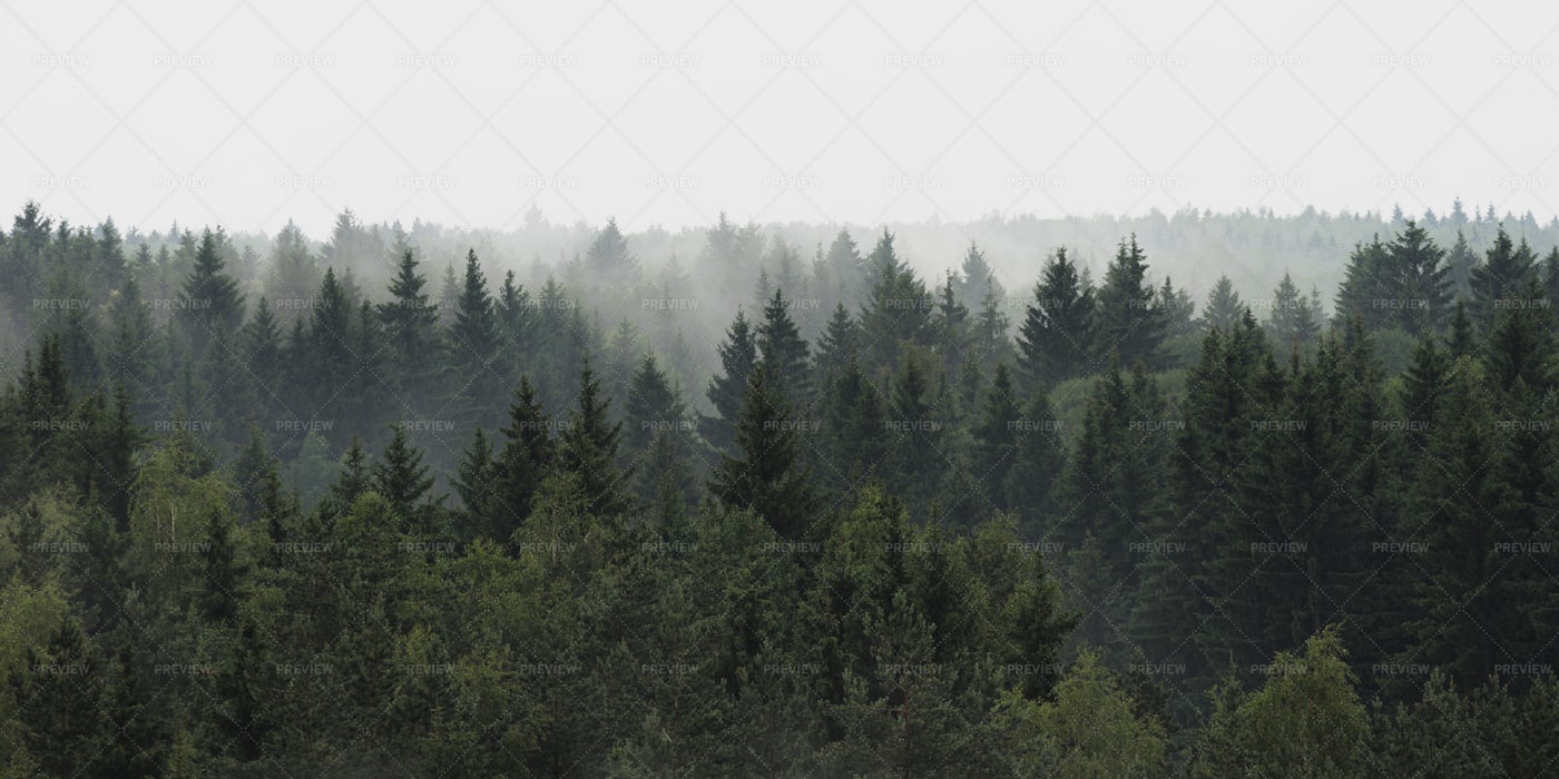 Spruce Forest Panoramic View: Stock Photos