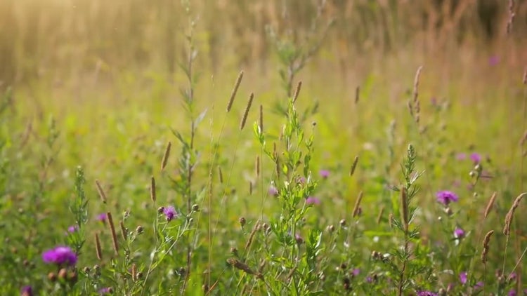 Beautiful Summer Foliage With Flowers: Stock Video