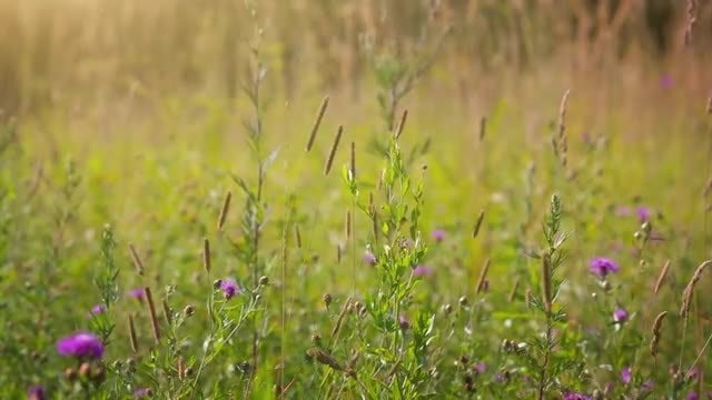 Beautiful Summer Foliage With Flowers: Stock Video