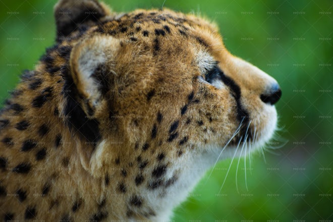 Cheetah Portrait - Stock Photos