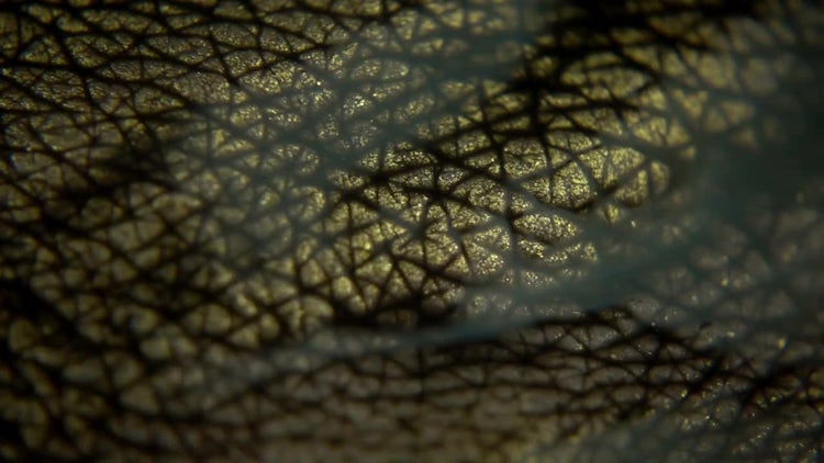 Close-up Shot Of Golden Leather: Stock Video
