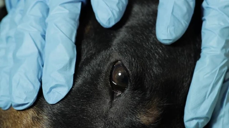 Veterinary Doctor Stroking A dog: Stock Video